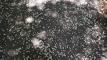 p7230250_thumb.jpg