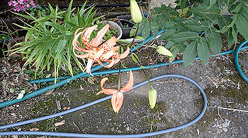 p7230256_thumb.jpg