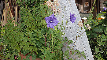 p7230259_thumb.jpg
