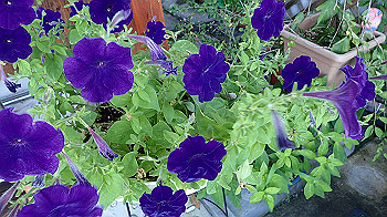 p7230298_thumb.jpg