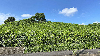 20210906_002429976_ios_thumb.jpg