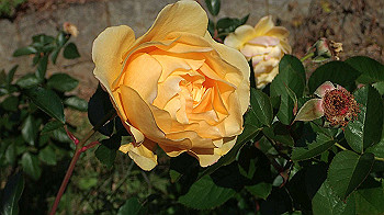 pc111324_thumb.jpg