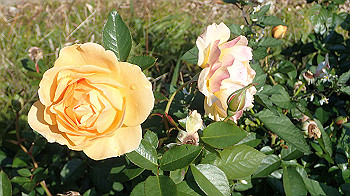 pc111325_thumb.jpg