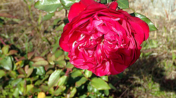 pc111327_thumb.jpg