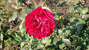 pc111328_thumb.jpg