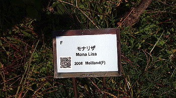 pc111330_thumb.jpg