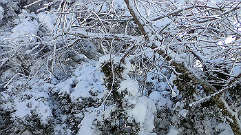 p1150069_thumb.jpg
