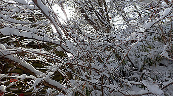 p1150183_thumb.jpg
