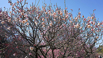 dsc02703_thumb.jpg