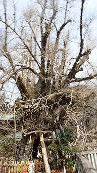 p3110049_thumb.jpg