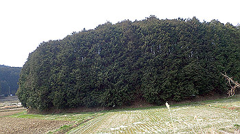 p3110078_thumb.jpg