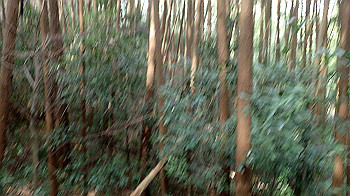 p3110138_thumb.jpg