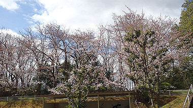 p3270017_thumb.jpg