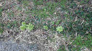 p3300060_thumb.jpg