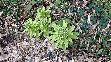 p3300061_thumb.jpg