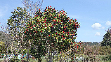 p3300069_thumb.jpg