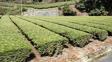 p3300085_thumb.jpg
