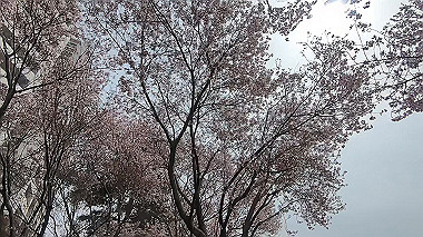 gx015972.mp4_snapshot_02.20_thumb.jpg