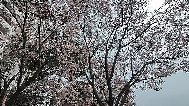 gx015972.mp4_snapshot_02.23_thumb.jpg
