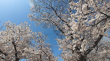 gx015993.mp4_snapshot_01.36_thumb.jpg