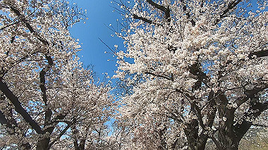 gx015993.mp4_snapshot_01.51_thumb.jpg