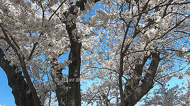 gx015994.mp4_snapshot_00.00_thumb.jpg