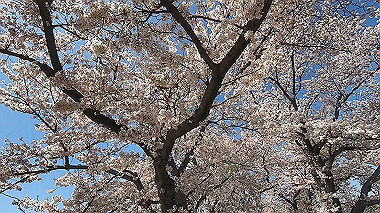 gx015994.mp4_snapshot_01.12_thumb.jpg