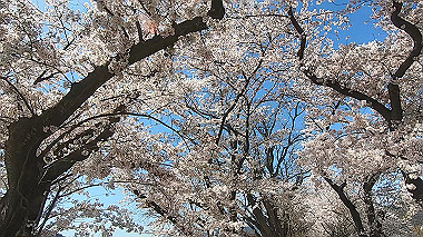 gx015994.mp4_snapshot_01.28_thumb.jpg