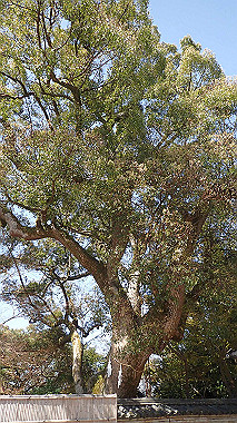 p4050079_thumb.jpg