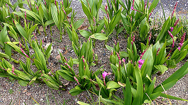 p4060457_thumb.jpg