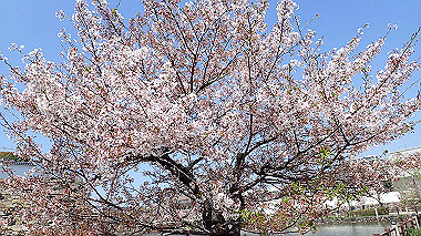 p4090627_thumb.jpg