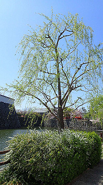 p4090634_thumb.jpg