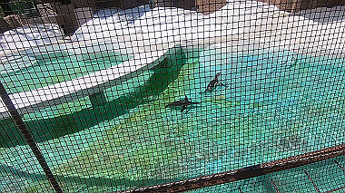 gx016384.mp4_snapshot_00.10_thumb.jpg
