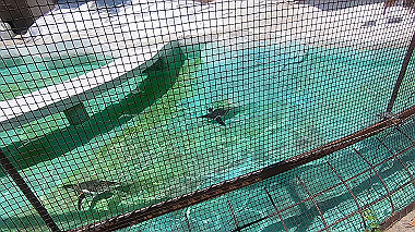 gx016384.mp4_snapshot_00.18_thumb.jpg