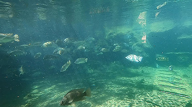 gx016385.mp4_snapshot_03.16_thumb.jpg