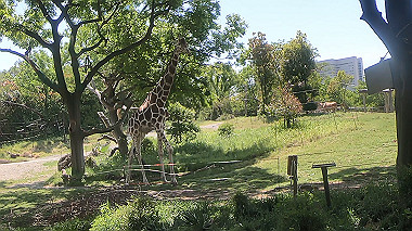 gx016393.mp4_snapshot_00.05_thumb.jpg