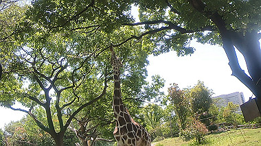 gx016393.mp4_snapshot_00.14_thumb.jpg