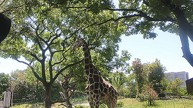 gx016393.mp4_snapshot_00.27_thumb.jpg