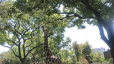 gx016393.mp4_snapshot_00.48_thumb.jpg