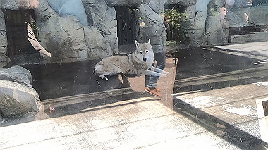 gx016400.mp4_snapshot_00.00_thumb.jpg