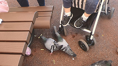 gx016404.mp4_snapshot_00.00_thumb.jpg
