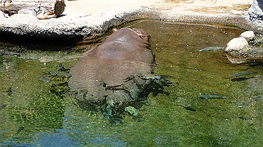 p4301051_thumb.jpg