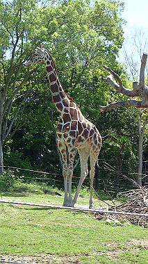 p4301071_thumb.jpg