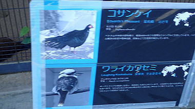 p4301145_thumb.jpg