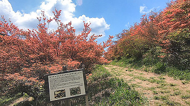 gx016428.mp4_snapshot_01.36_thumb.jpg