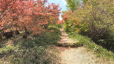 gx016428.mp4_snapshot_01.51_thumb.jpg