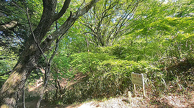 gx016446.mp4_snapshot_02.31_thumb.jpg
