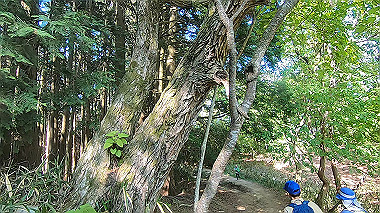 gx016446.mp4_snapshot_03.11_thumb.jpg