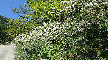 p5071256_thumb.jpg