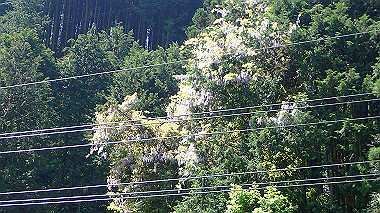 p5071268_thumb.jpg